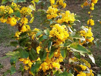 mahonie cesmínolistá